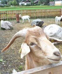 Avontuur: Kinderboerderij Gailtal Bauer