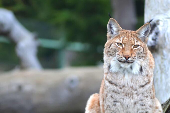 Dierenpark: Assling Wildpark