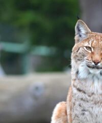 Dierenpark: Assling Wildpark