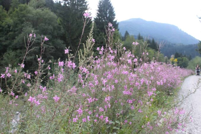 Wandelen: Villacher Alpengarten