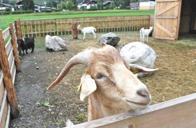 Avontuur: Kinderboerderij Gailtal Bauer